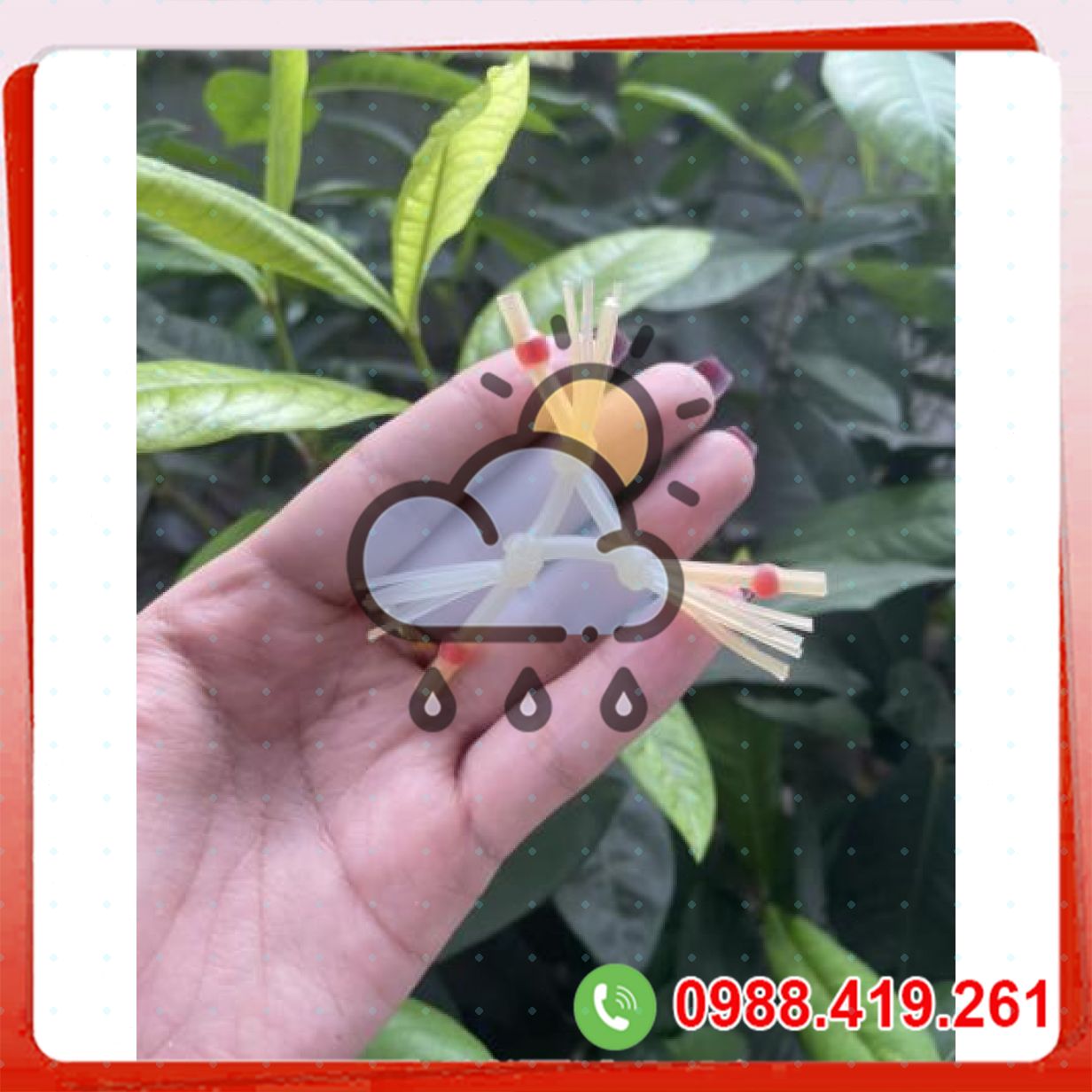 Râu rồng silicon 3 râu giữ cương kéo dài thời gian quan hệ 